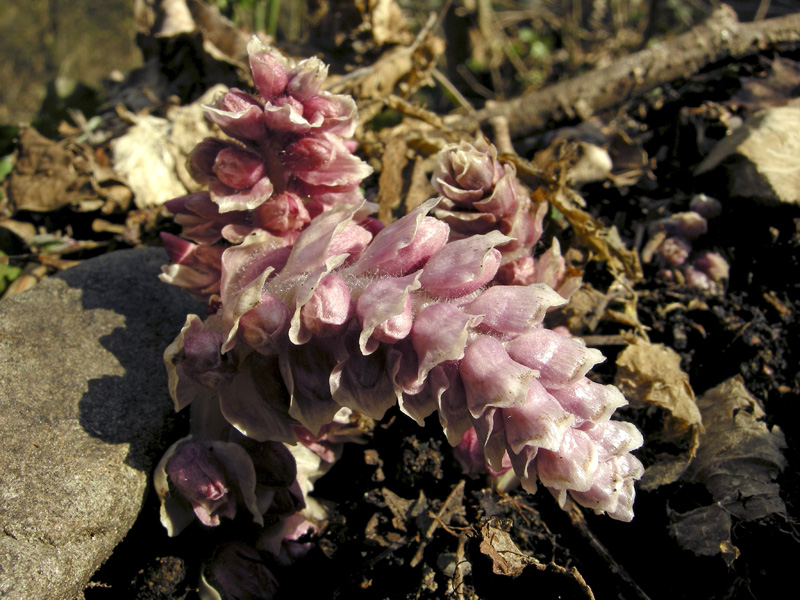 Lathraea squamaria - Latrea squamosa - nel Chianti